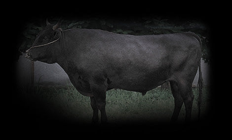Hida Wagyu